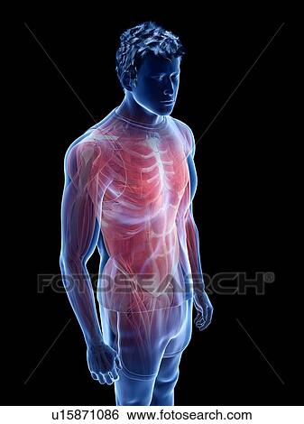 Stock Photograph - Male musculature, illustration. Fotosearch
