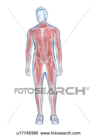 Stock Photograph - Male musculature, illustration. Fotosearch