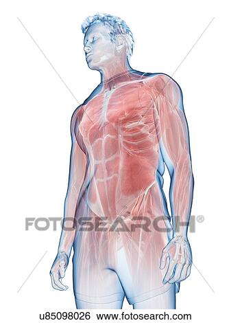 Male musculature, illustration View Large Photo Image Stock Photograph - Male musculature, illustration. Fotosearch