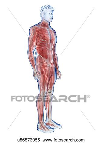 Male musculature, illustration View Large Photo Image Stock Photography - Male musculature, illustration. Fotosearch