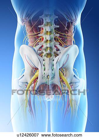 Male pelvis anatomy, computer illustration. View Large Photo Image Stock Photo - Male pelvis anatomy, computer illustration.. Fotosearch
