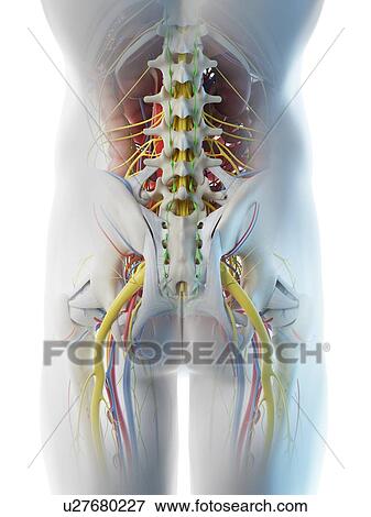 Male pelvis anatomy, computer illustration. View Large Photo Image Stock Photo - Male pelvis anatomy, computer illustration.. Fotosearch