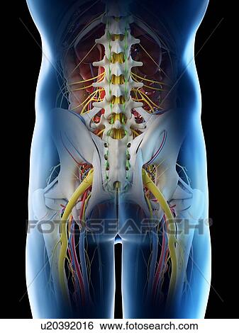 Male pelvis anatomy, computer illustration. View Large Photo Image Stock Photograph - Male pelvis anatomy, computer illustration.. Fotosearch