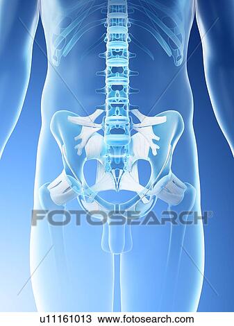 Male pelvis, computer illustration. View Large Photo Image Stock Image - Male pelvis, computer illustration.. Fotosearch