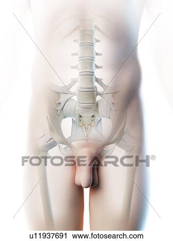 Male pelvis, computer illustration. View Large Photo Image Stock Image - Male pelvis, computer illustration.. Fotosearch
