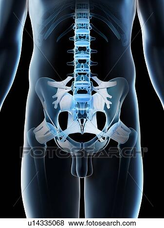Stock Photo - Male pelvis, computer illustration.. Fotosearch