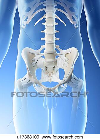 Male pelvis, computer illustration. View Large Photo Image Stock Photo - Male pelvis, computer illustration.. Fotosearch