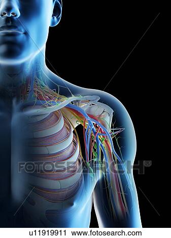 Male shoulder anatomy, computer illustration. View Large Photo Image Stock Image - Male shoulder anatomy, computer illustration.. Fotosearch