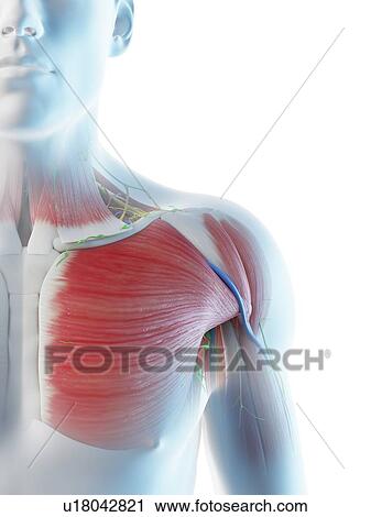 Stock Image - Male shoulder anatomy, computer illustration.. Fotosearch