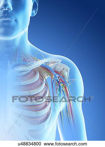 Stock Image - Male shoulder anatomy, computer illustration.. Fotosearch