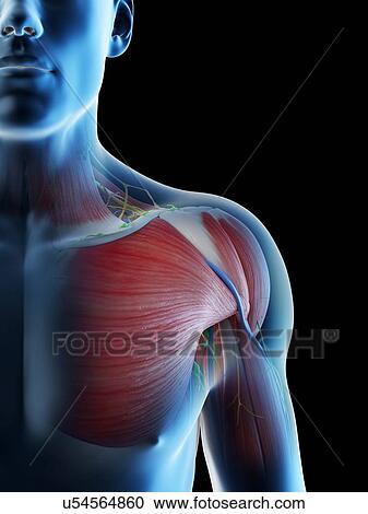 Male shoulder anatomy, computer illustration. View Large Photo Image Stock Image - Male shoulder anatomy, computer illustration.. Fotosearch