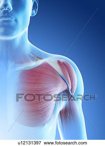 Stock Photo - Male shoulder anatomy, computer illustration.. Fotosearch