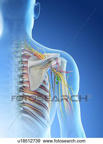 Male shoulder anatomy, computer illustration. View Large Photo Image Stock Photo - Male shoulder anatomy, computer illustration.. Fotosearch