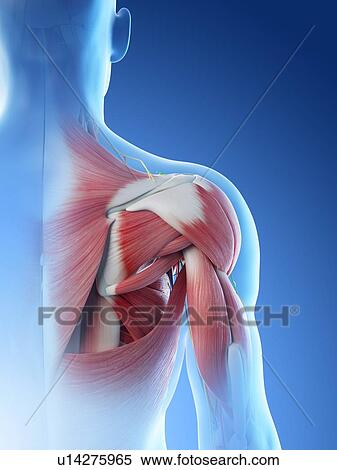 Male shoulder anatomy, computer illustration. View Large Photo Image Stock Photography - Male shoulder anatomy, computer illustration.. Fotosearch