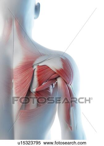 Stock Photography - Male shoulder anatomy, computer illustration.. Fotosearch