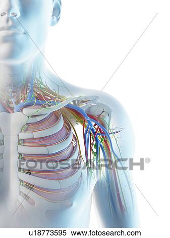 Stock Photography - Male shoulder anatomy, computer illustration.. Fotosearch