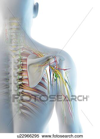 Stock Photography - Male shoulder anatomy, computer illustration.. Fotosearch