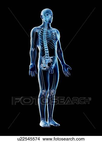 Picture - Male skeleton and ligaments, computer illustration.. Fotosearch