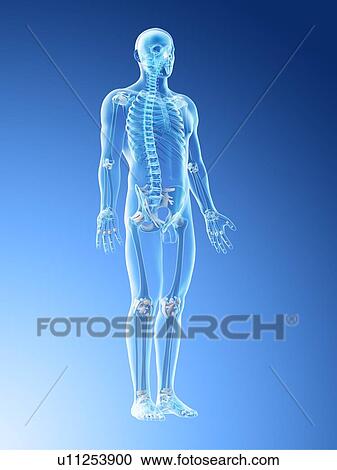 Stock Image - Male skeleton and ligaments, computer illustration.. Fotosearch
