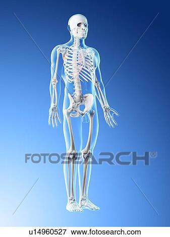 Stock Photo - Male skeleton and ligaments, computer illustration.. Fotosearch