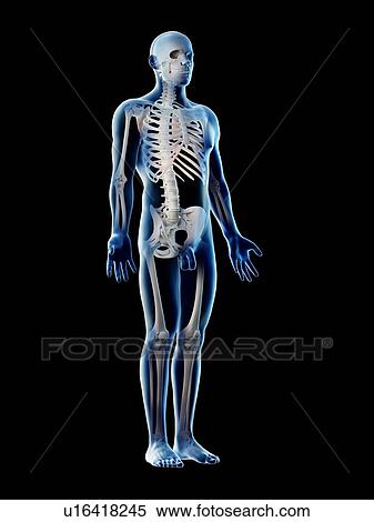 Male skeleton and ligaments, computer illustration. View Large Photo Image Stock Photography - Male skeleton and ligaments, computer illustration.. Fotosearch