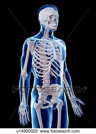 Stock Image - Male skeleton, computer illustration.. Fotosearch