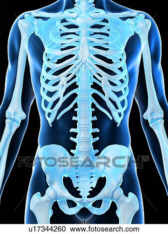 Stock Image - Male skeleton, computer illustration.. Fotosearch