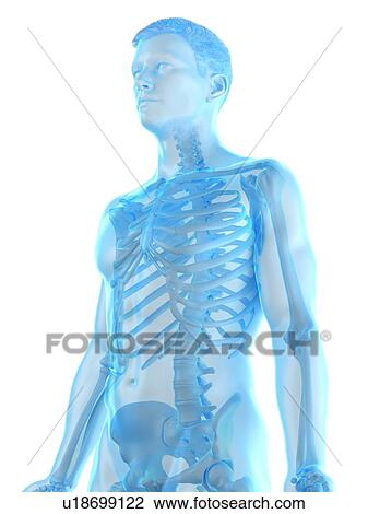 Male skeleton, computer illustration. View Large Photo Image Stock Image - Male skeleton, computer illustration.. Fotosearch