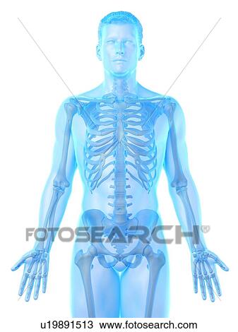 Male skeleton, computer illustration. View Large Photo Image Stock Image - Male skeleton, computer illustration.. Fotosearch