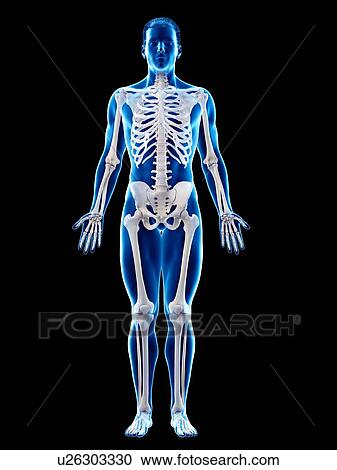 Male skeleton, computer illustration. View Large Photo Image Stock Image - Male skeleton, computer illustration.. Fotosearch