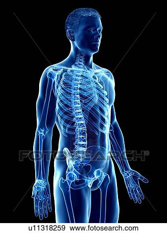 Stock Photo - Male skeleton, computer illustration.. Fotosearch