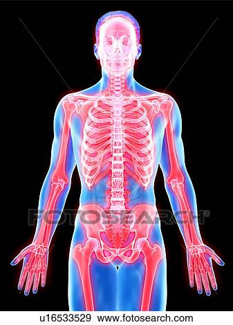 Stock Photo - Male skeleton, computer illustration.. Fotosearch