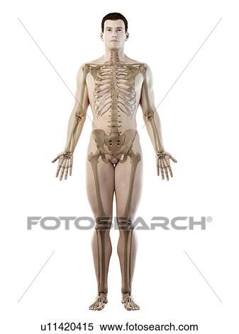 Stock Photography - Male skeleton, computer illustration.. Fotosearch