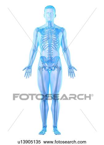 Male skeleton, computer illustration. View Large Photo Image Stock Photography - Male skeleton, computer illustration.. Fotosearch