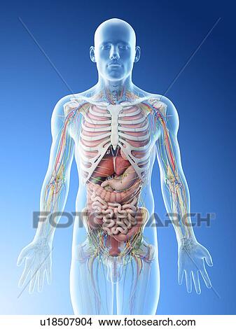 Picture - Male upper body anatomy, computer illustration.. Fotosearch