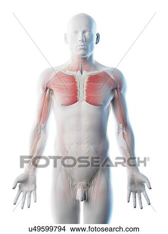 Picture - Male upper body anatomy, computer illustration.. Fotosearch