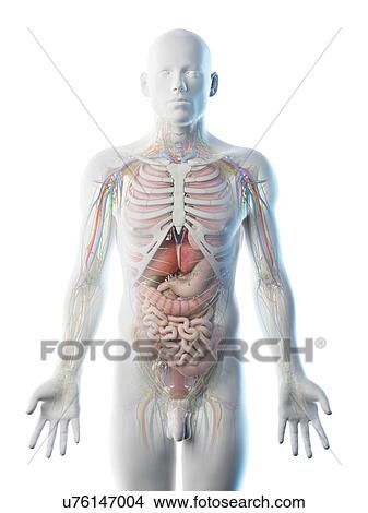 Male upper body anatomy, computer illustration. View Large Photo Image Picture - Male upper body anatomy, computer illustration.. Fotosearch