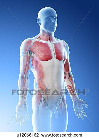 Male upper body anatomy, computer illustration. View Large Photo Image Stock Image - Male upper body anatomy, computer illustration.. Fotosearch