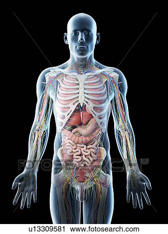 Stock Image - Male upper body anatomy, computer illustration.. Fotosearch