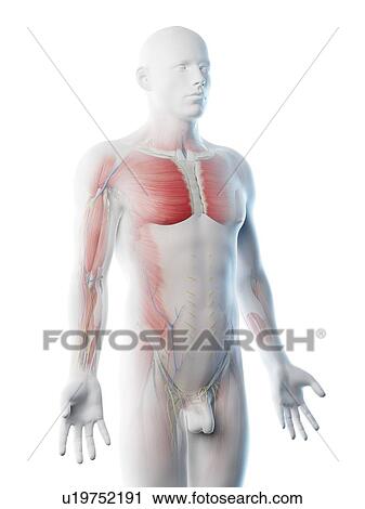 Male upper body anatomy, computer illustration. View Large Photo Image Stock Image - Male upper body anatomy, computer illustration.. Fotosearch