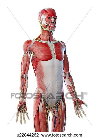 Male upper body anatomy, computer illustration. View Large Photo Image Stock Image - Male upper body anatomy, computer illustration.. Fotosearch