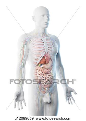 Stock Photo - Male upper body anatomy, computer illustration.. Fotosearch