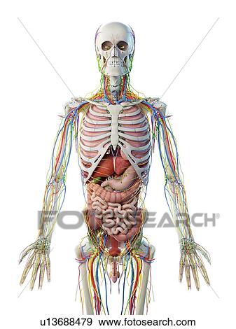 Stock Photo - Male upper body anatomy, computer illustration.. Fotosearch