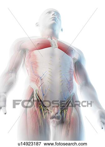 Male upper body anatomy, computer illustration. View Large Photo Image Stock Photo - Male upper body anatomy, computer illustration.. Fotosearch