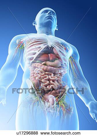 Male upper body anatomy, computer illustration. View Large Photo Image Stock Photo - Male upper body anatomy, computer illustration.. Fotosearch