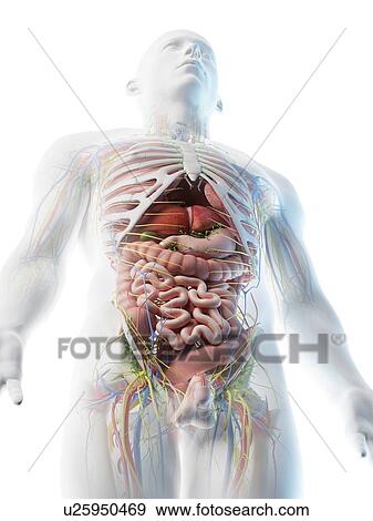 Stock Photo - Male upper body anatomy, computer illustration.. Fotosearch