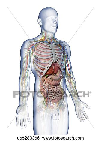 Stock Photograph - Male upper body anatomy, computer illustration.. Fotosearch