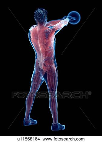 Man doing kettlebell workout, conceptual computer illustration. View Large Photo Image Picture - Man doing kettlebell workout, conceptual computer illustration.. Fotosearch