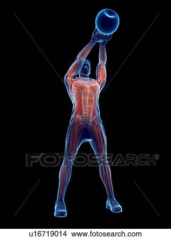 Picture - Man doing kettlebell workout, conceptual computer illustration.. Fotosearch