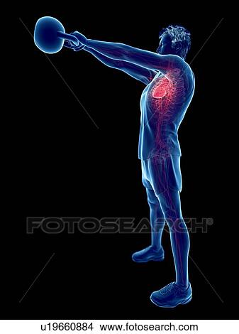 Picture - Man doing kettlebell workout, conceptual computer illustration.. Fotosearch